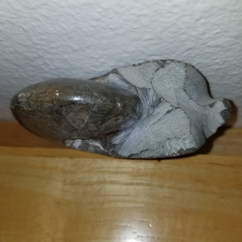 ✅NWOT Rare Collectible Nautilus Ammonite Fossil Vintage Rare Collectible 1128 - Picture 8 of 8